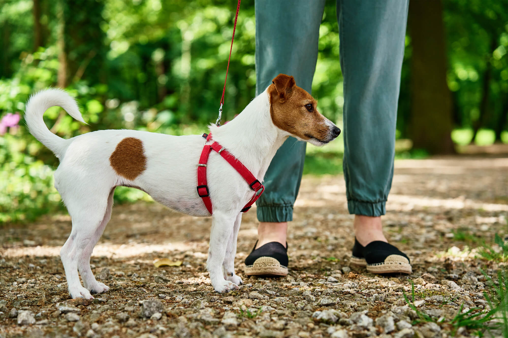 犬用ハーネスを選ぶときの基本ポイント